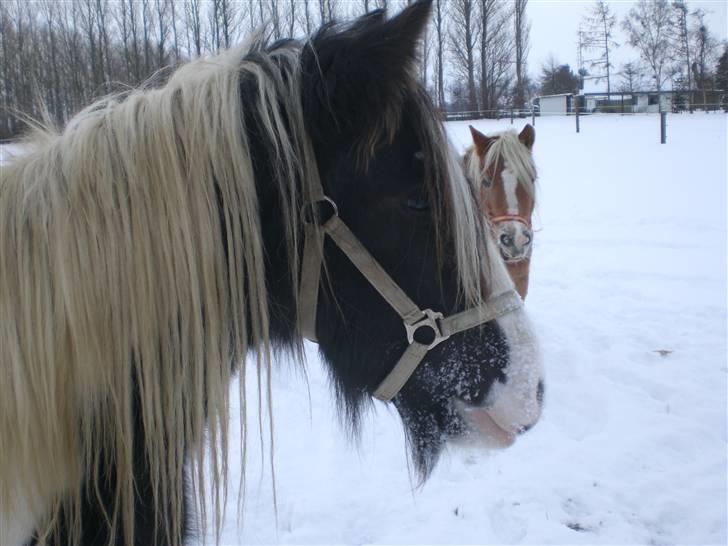 Irish Cob Indyana - Indy elsker sne :) billede 10