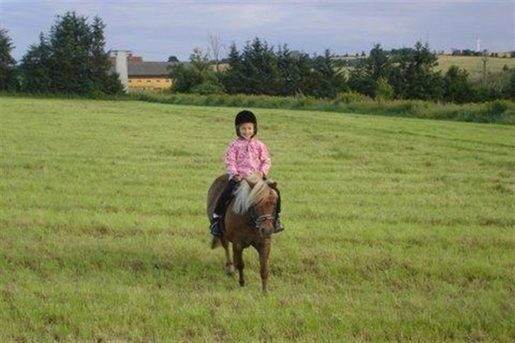 Shetlænder Musse billede 18