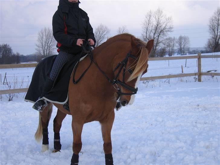 Welsh Cob (sec D)  Sophie solgt billede 10