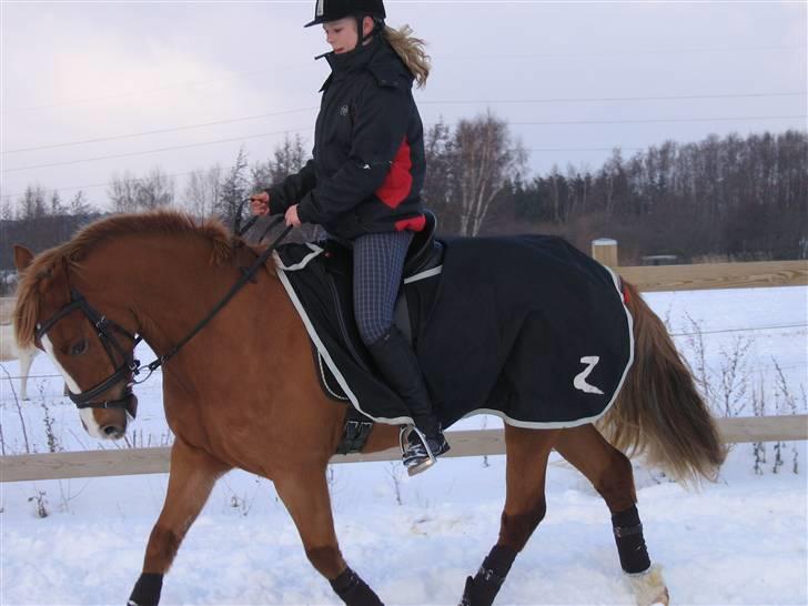 Welsh Cob (sec D)  Sophie solgt billede 11