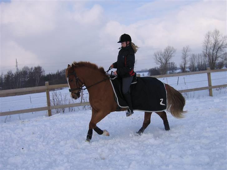 Welsh Cob (sec D)  Sophie solgt billede 12