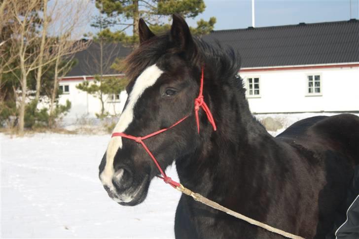 Tinker Miss I´Will billede 18