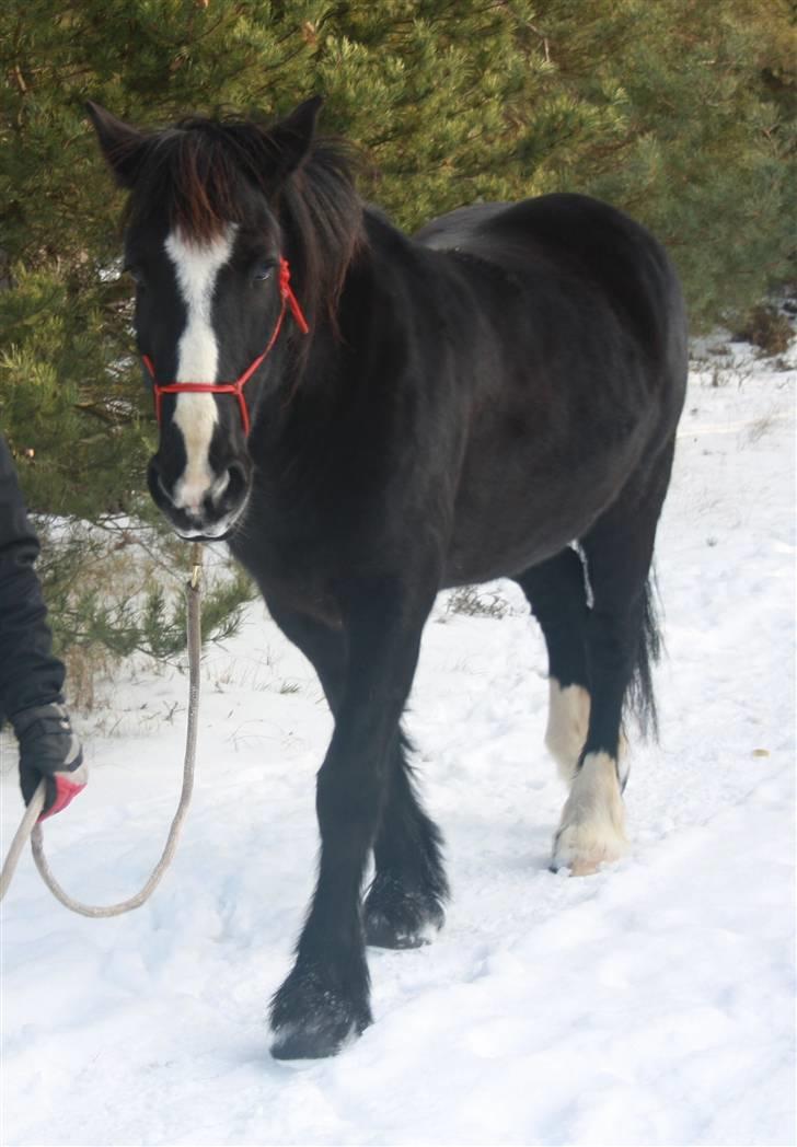 Tinker Miss I´Will billede 20