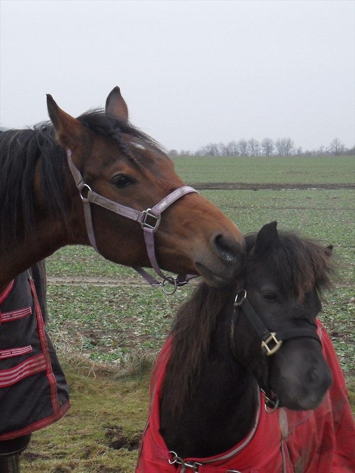 Anden særlig race Filur - R.I.P. skat :''( † - #16 Filur og Kashmir leger, men Kashmir gider ikke rigtigt mere xD     - Foto: Mig# billede 16