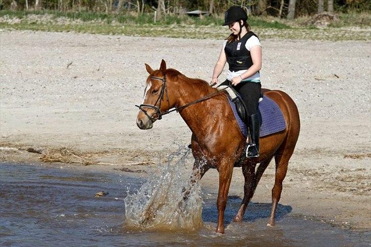 Dansk Varmblod Stedets Leda AkA Hoppebolden.. - 5)"Vejen til respekt, er vejen til succes" billede 5