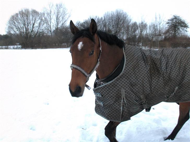 Dansk Varmblod Shakira DS 740 billede 4