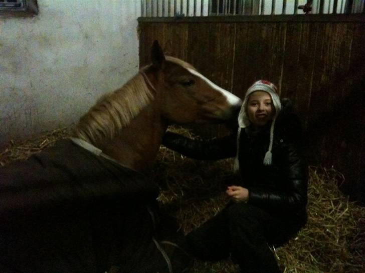 Welsh Cob (sec D) Santana - Næsten lige vågnet:-) billede 9