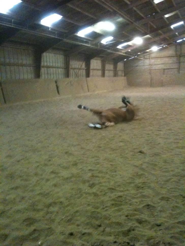 Welsh Cob (sec D) Santana - En tur i hallen:-) Dejligt at rulle sig. billede 10