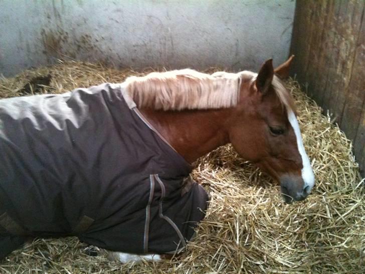 Welsh Cob (sec D) Santana - Dovne pony. Lige vågnet:-) billede 11