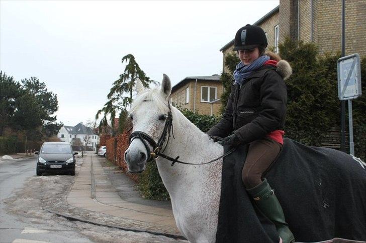 Anden særlig race Chapplin. SOLGT - tilbage på chapper efter et halvt år... billede 13
