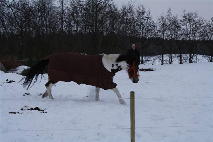 Pinto Painted Destiny billede 12