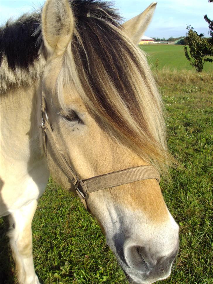 Fjordhest Alf - 1 Velkommen til Alfs profil Foto: Mig billede 1