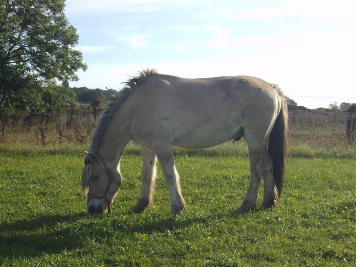 Fjordhest Alf - 2 Foto: Mig billede 2