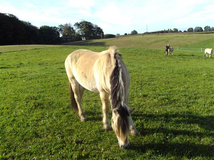 Fjordhest Alf - 3 Foto: Mig billede 3