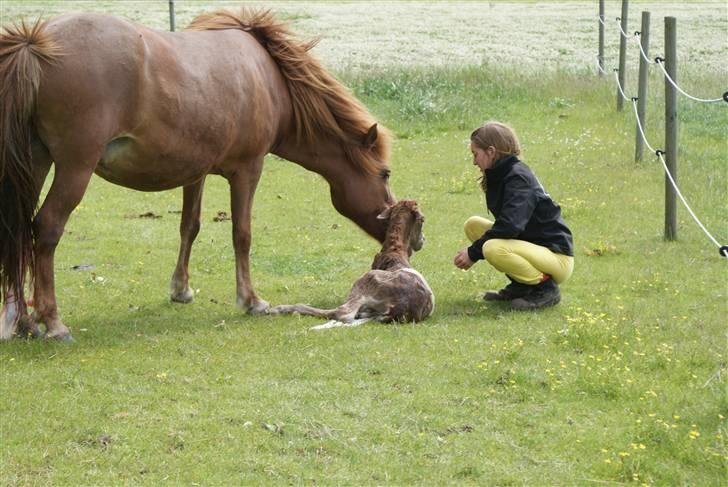 Islænder Askja fra Spillehuset R.I.P - #8. Askja med hende,s smukke nye født hoppe føl Lilja billede 8