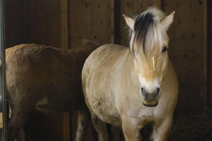 Fjordhest Alf - 4 Foto: Christine Schade billede 4