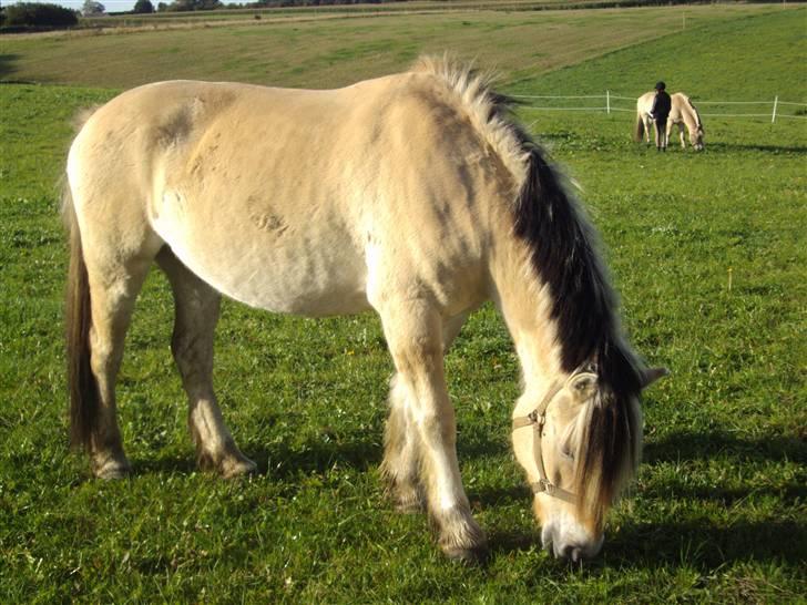 Fjordhest Alf - 5 Foto: Mig billede 5