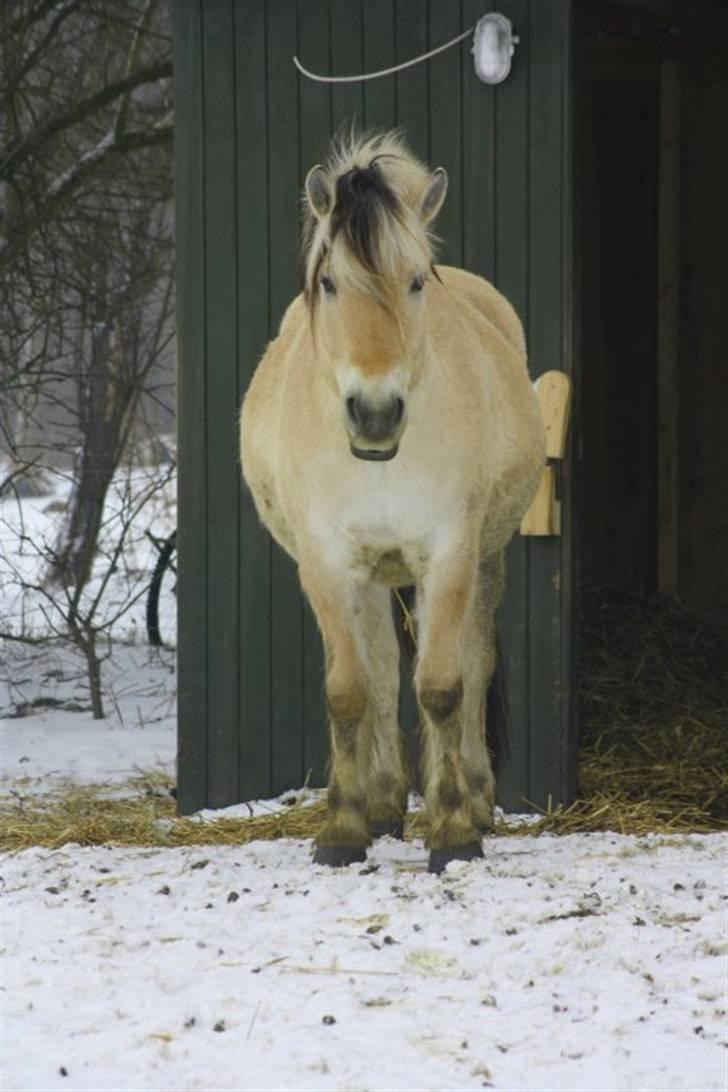 Fjordhest Alf - 6 Foto: Christine Schade billede 6