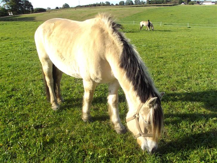 Fjordhest Alf - 7 Foto: Mig billede 7
