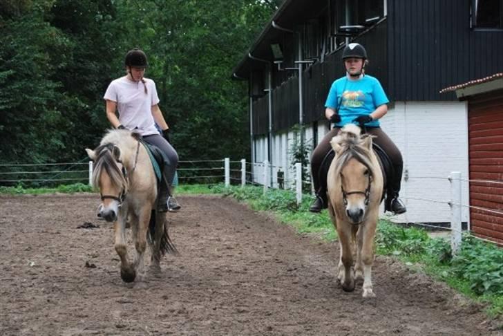 Fjordhest Alf - 9 Foto: Josefine Hilden billede 9