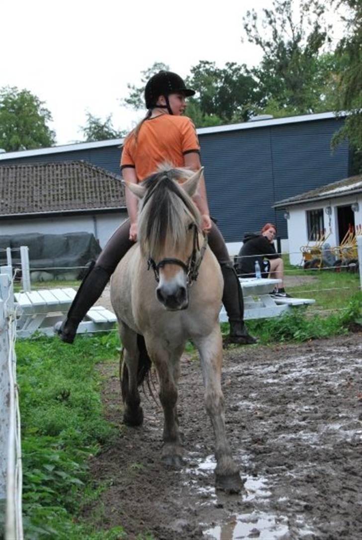 Fjordhest Alf - 11 Hygge på en dejlig sommerdag Foto: Josefine Hilden billede 11