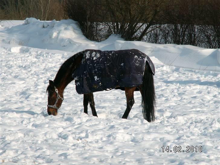 Standardbred great idea - jah man bliver helt hvid af alt det sne billede 8