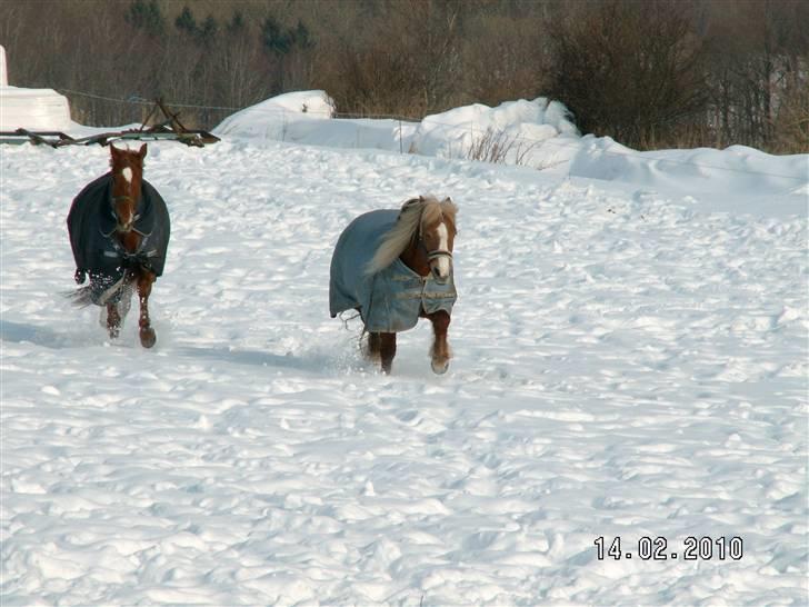 Tyroler Haflinger Stutteri Anjin Hollywood(nu min mors hest) billede 17