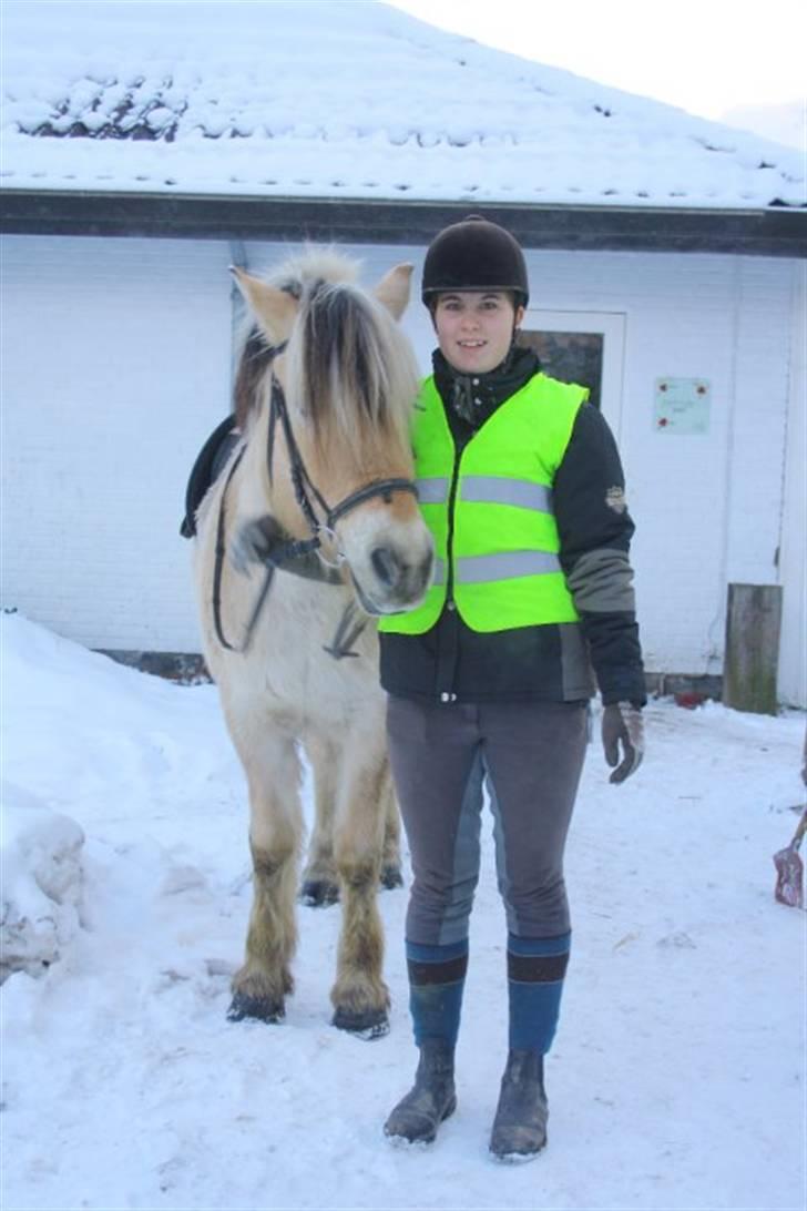 Fjordhest Alf - 13 billede 13