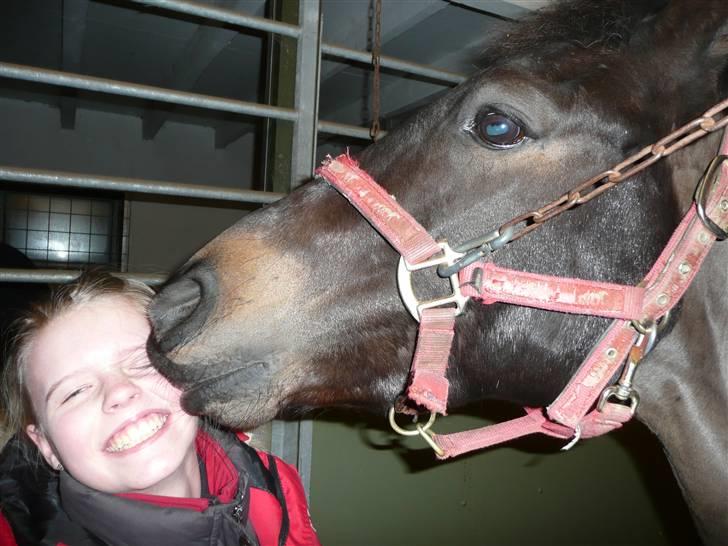 Welsh Pony (sec B) Birkholm's Lars (Gaston) - kyyys - smaaask - den her pony har bar en fantastisk personlighed    :-D   Glad og fræk på en helt skøn måde billede 4