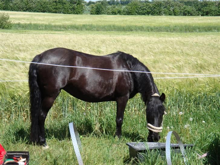 Anden særlig race Dina * Solgt * - uhmm græs:D billede 14