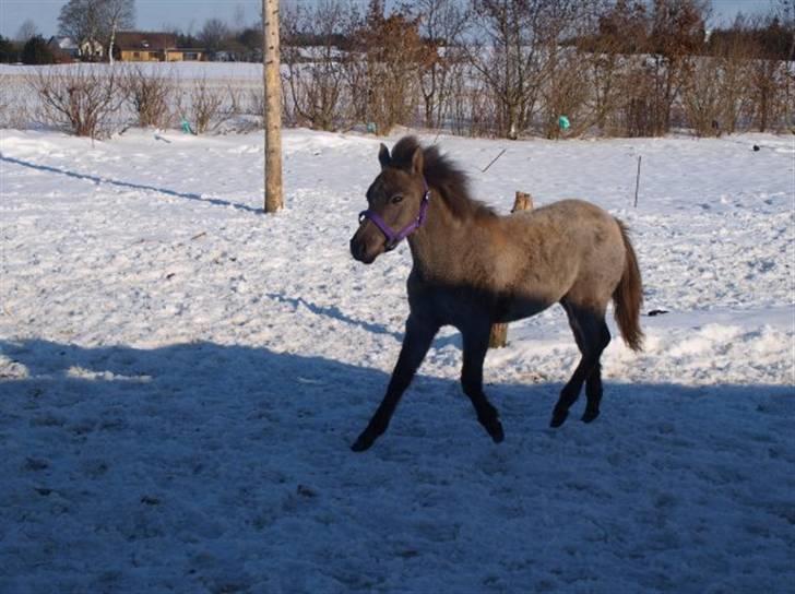 Anden særlig race Breaking Dawn <3 SOLGT - lille bitte Prinsessen <3 billede 3