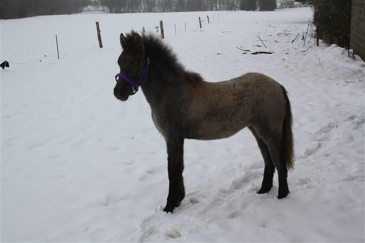 Anden særlig race Breaking Dawn <3 SOLGT billede 4