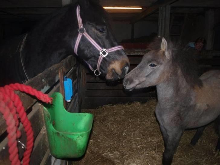 Anden særlig race Breaking Dawn <3 SOLGT - Kys kys <3 billede 6