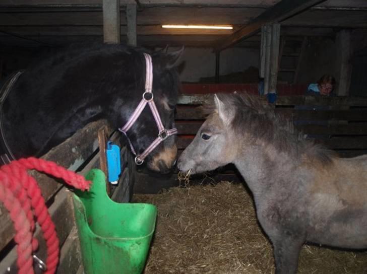 Anden særlig race Breaking Dawn <3 SOLGT - Dawn med hende nye storebror Prince <3 billede 7