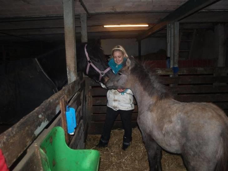 Anden særlig race Breaking Dawn <3 SOLGT - Mig i midten med mine to dejlige heste <3 billede 8