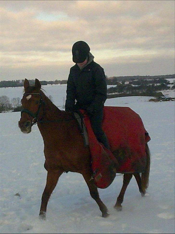 Anden særlig race Elaine † 11.10.11 billede 10