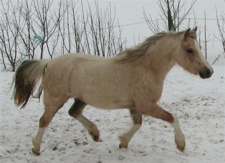 Welsh Pony (sec B) Fantasie  - I frisk trav feb. 2010 billede 5