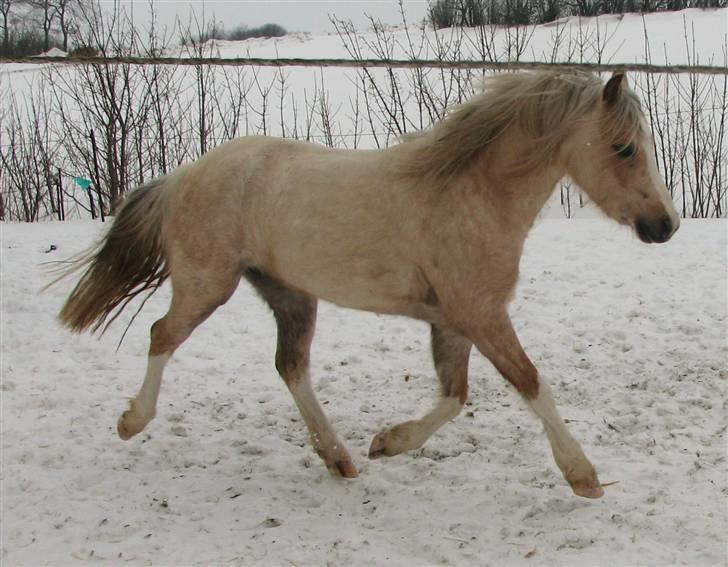 Welsh Pony (sec B) Fantasie  - Den lille barbiehest billede 6