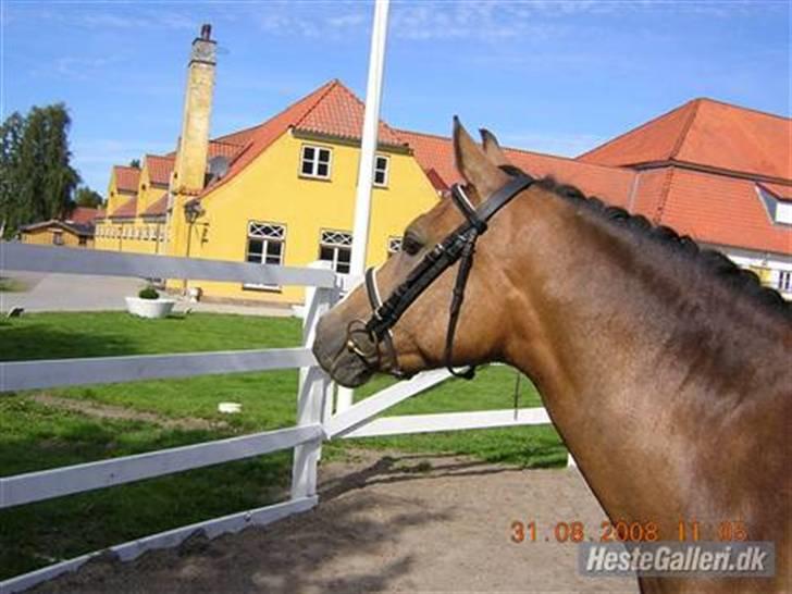 Anden særlig race Diva *Elevpony* (Har redet) - Tak fordi i kiggede, men nu vil jeg altså ud på fold. Foto: Lånt af Cecilie List billede 19