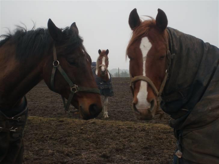 Dansk Varmblod Rozai Soneca <3 R:I:P <3 billede 7