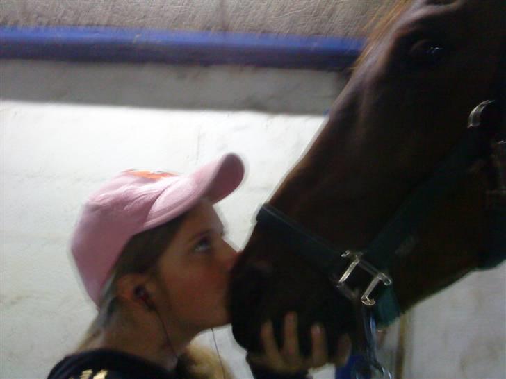 Dansk Varmblod Rozai Soneca <3 R:I:P <3 billede 8