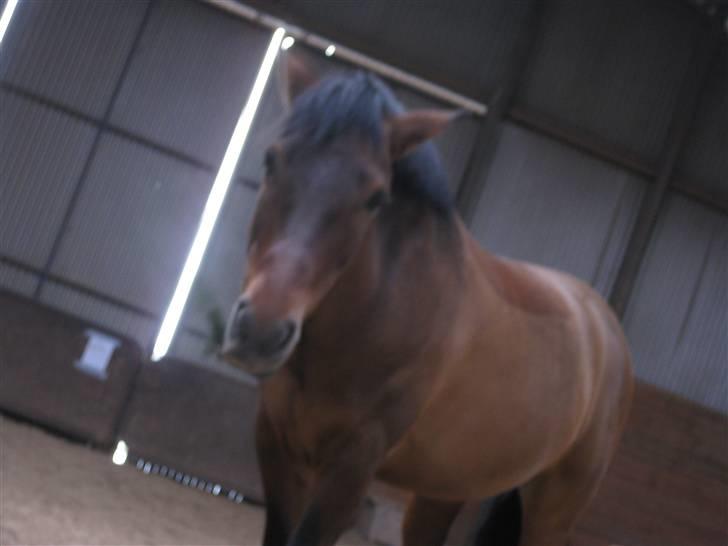 New Forest Nyskovens Baunty <3 R.I.P billede 11