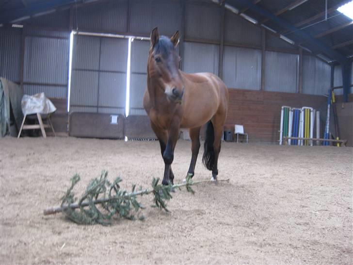 New Forest Nyskovens Baunty <3 R.I.P billede 12