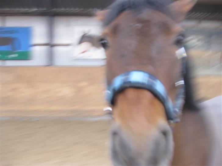 New Forest Nyskovens Baunty <3 R.I.P billede 13