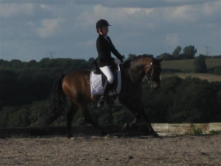 New Forest Nyskovens Baunty <3 R.I.P - LA1 69,8 % billede 3