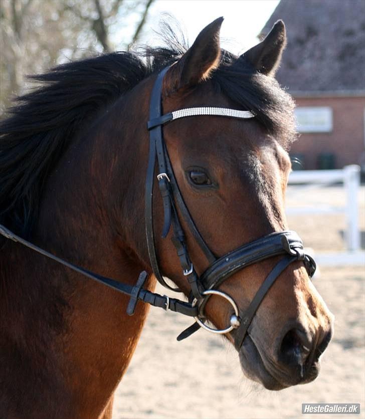 Pinto Vestergårdens Jasmin  <3 - min smukke jasmin <3 billede 5