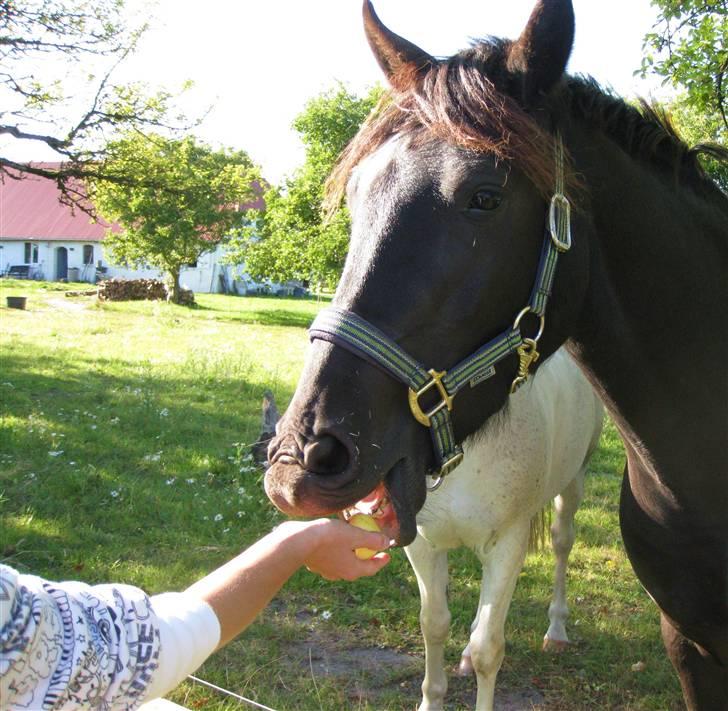 Anden særlig race Casanto - Velkommen til Casantos profil ;D Skriv gerne en kommentar, og bedøm ;D billede 1