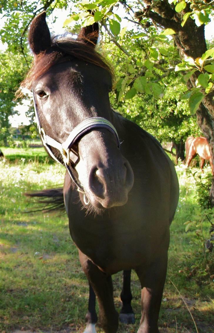 Anden særlig race Casanto - Billede 1 billede 2
