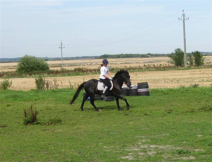 Anden særlig race Casanto - Billede 2 billede 3