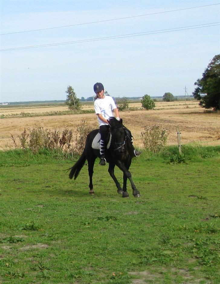 Anden særlig race Casanto - Billede 3 billede 4